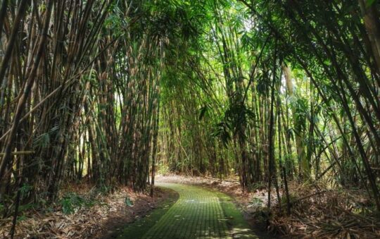 Hutan Bambu Penglipuran, Wisata Alam Hits dengan Spot Foto Menarik di Bangli