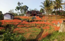 Taman Bunga Amarilis, Objek Wisata Hits dengan Spot Foto Keren di Gunung Kidul