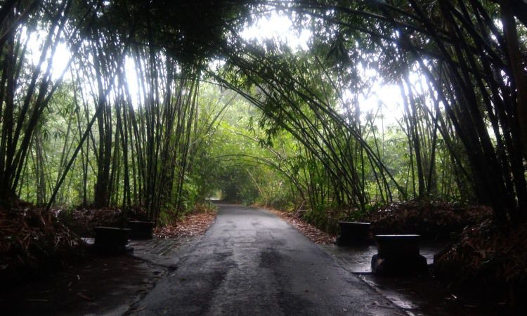 Tiket Hutan Bambu Penglipuran Bangli