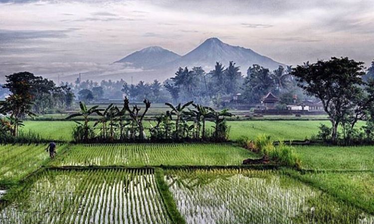 Aktivitas Desa Tembi Bantul