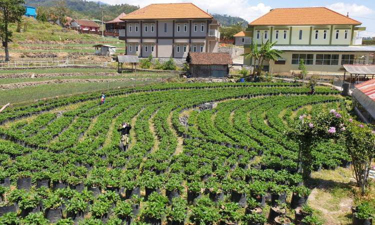 Aktivitas Menarik di Taman Kelinci Pacet