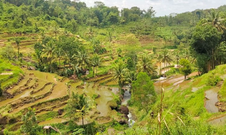Harga Tiket Masuk Air Terjun Kedun Kandang