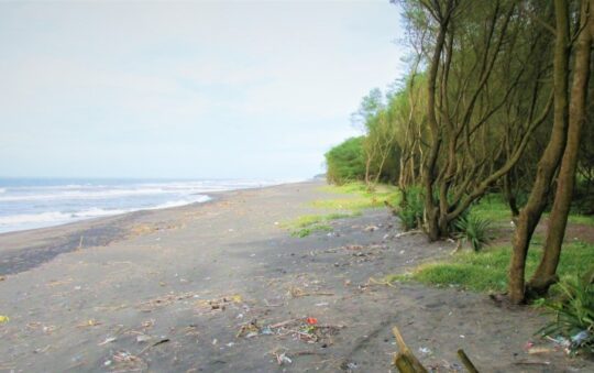 Pantai Kuwaru, Pantai Indah Berpadu Pohon Cemara Nan Asri di Bantul