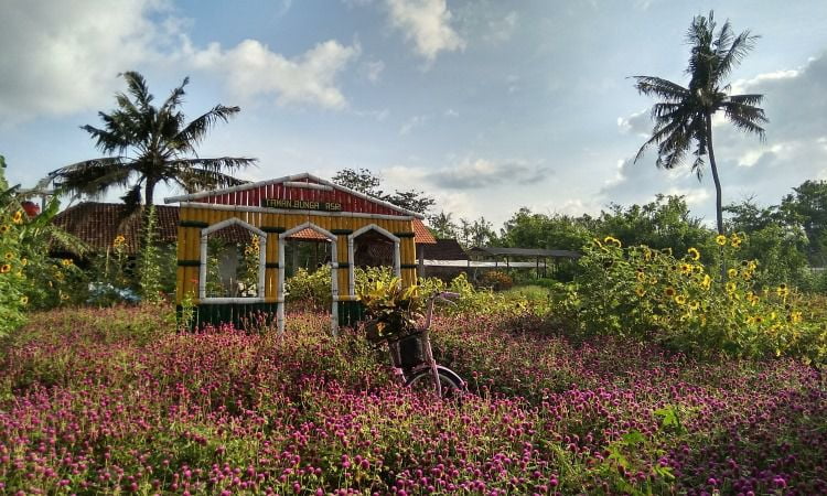 Taman Bunga Asri, Spot Foto Keren Berlatar Taman Bunga Cantik di Bantul Jogja