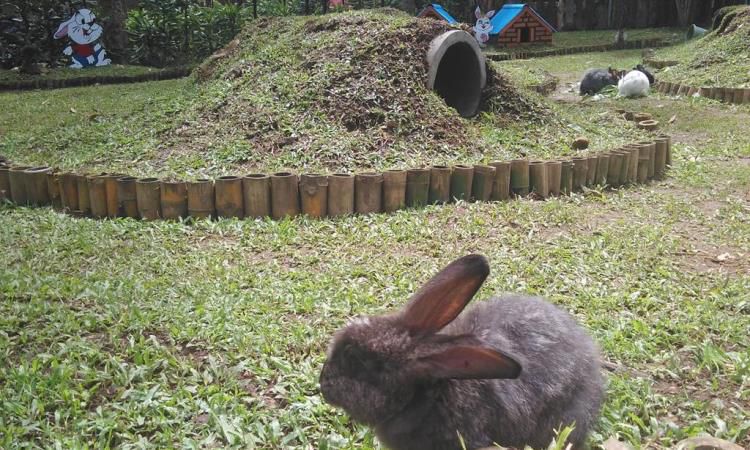 Daya Tarik Lain Taman Kelinci Ciwidey