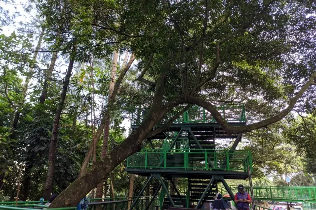 Aktivitas Forest Walk